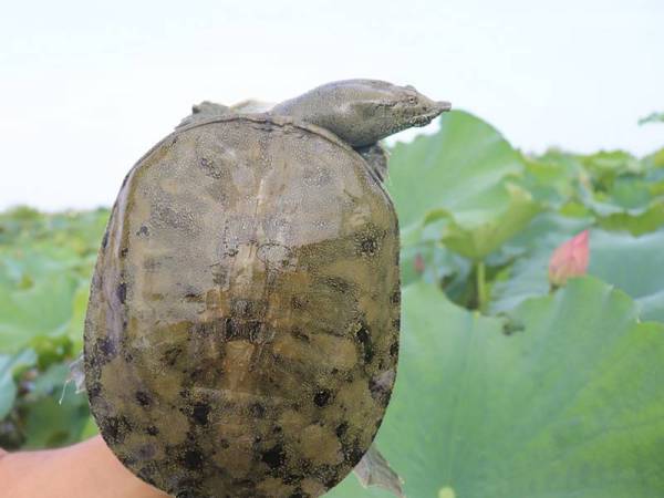 甲魚養殖·概況介紹